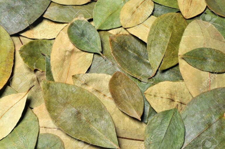 Coca Leaves 200 gr